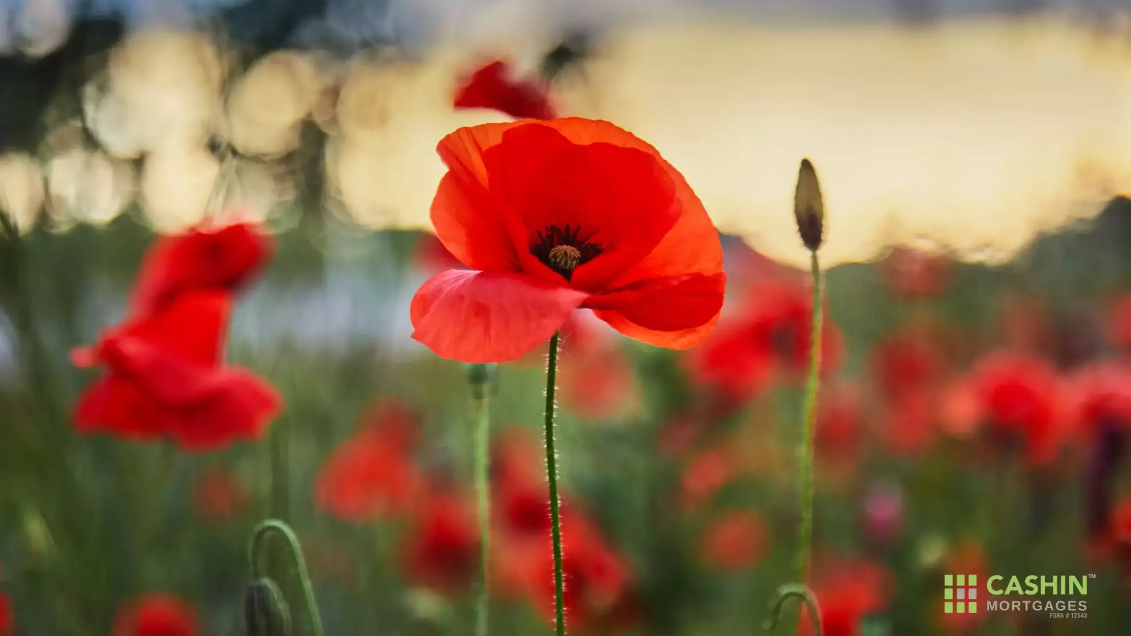 remembrance day 2024